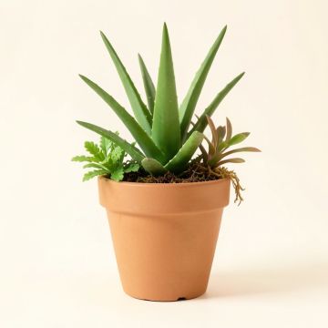 Aloe And Hanging Succulent Desk Top Plant In Pot (synthetic illustration; no displayed measurements)