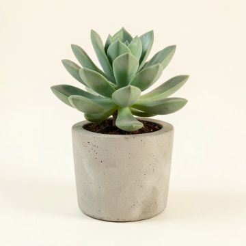 Flourite Succulent Plant In Concrete Pot (synthetic illustration; no displayed measurements)