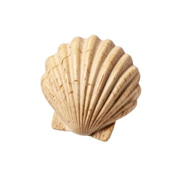 Scallop Shell Wall Décor